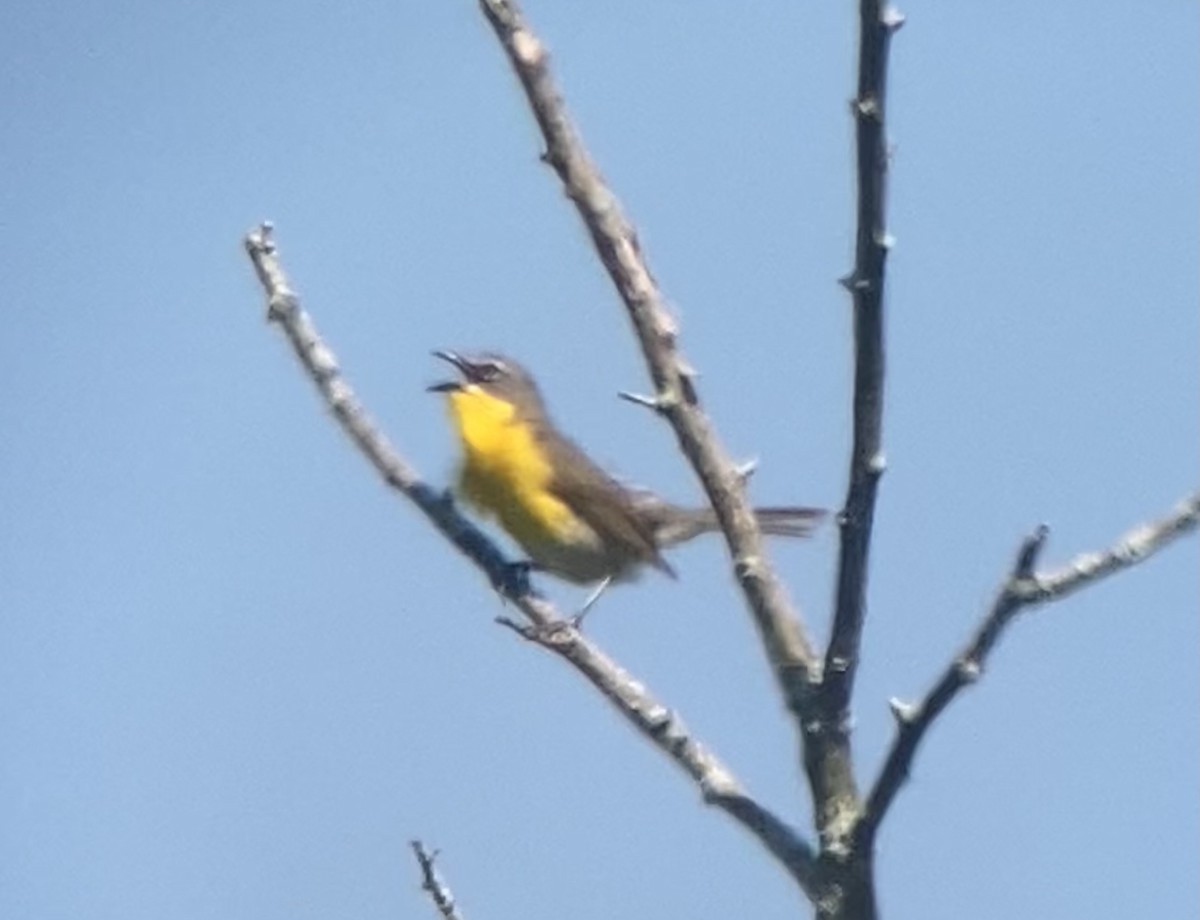 Yellow-breasted Chat - ML620727303