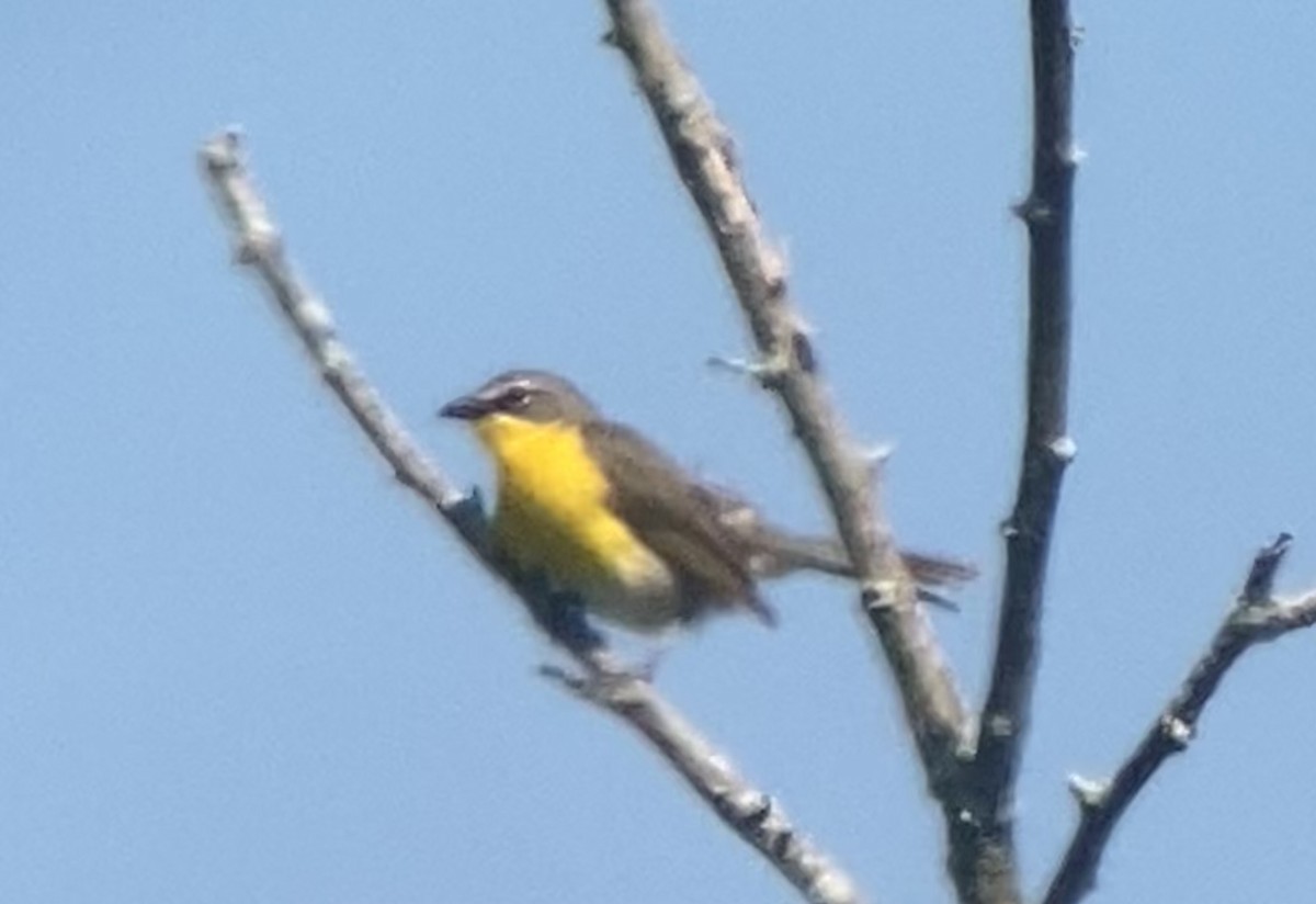 Yellow-breasted Chat - ML620727304