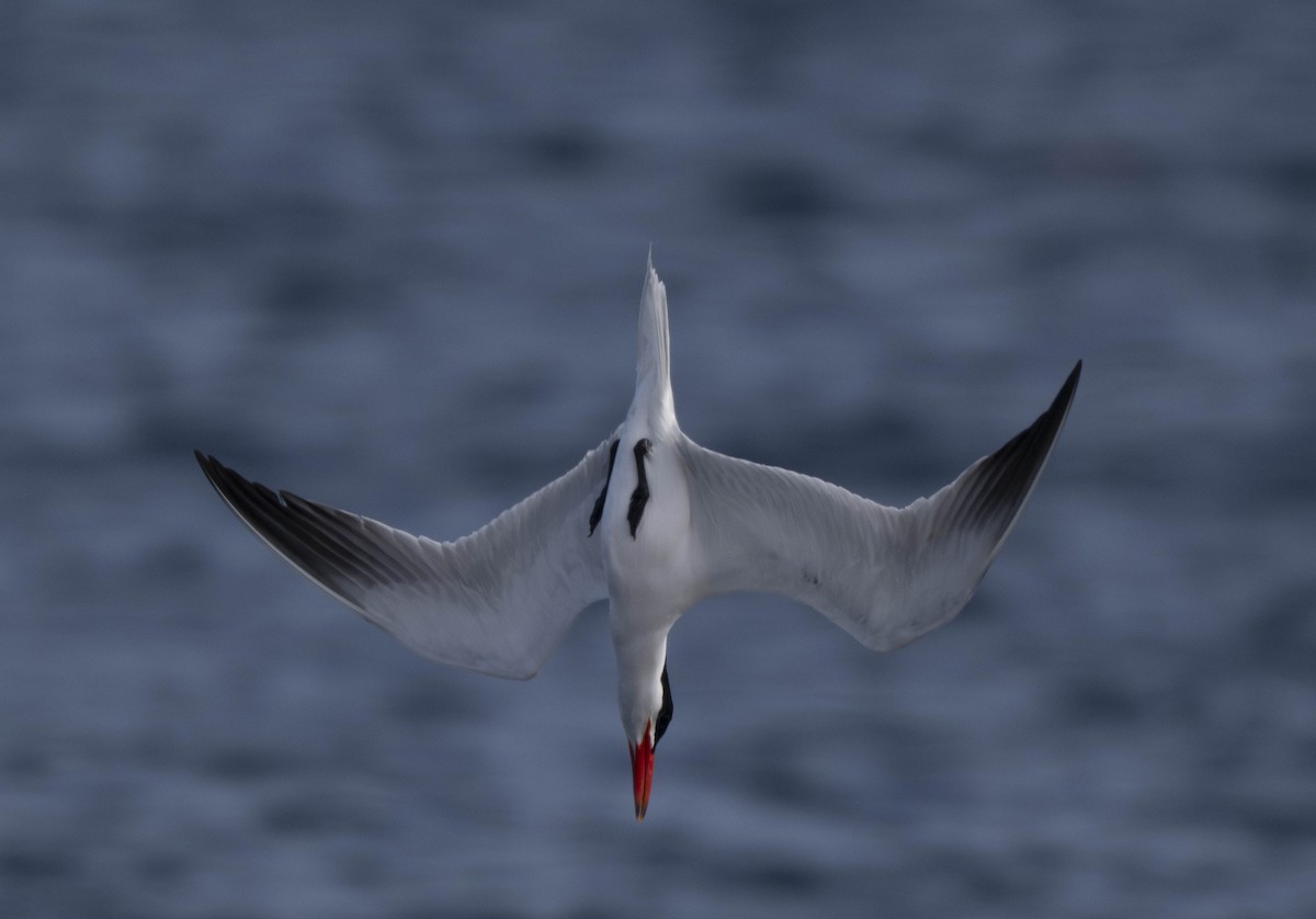 Caspian Tern - ML620727352