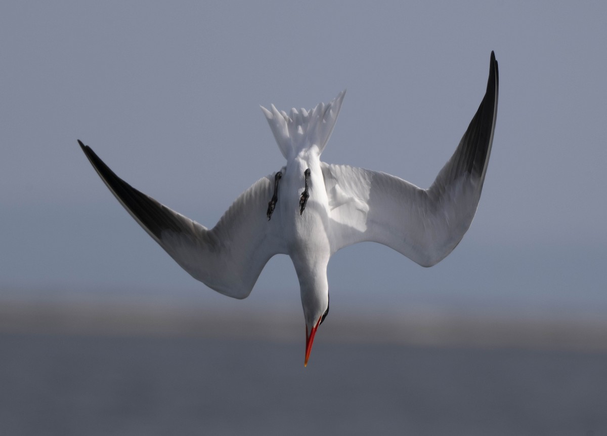 Caspian Tern - ML620727355