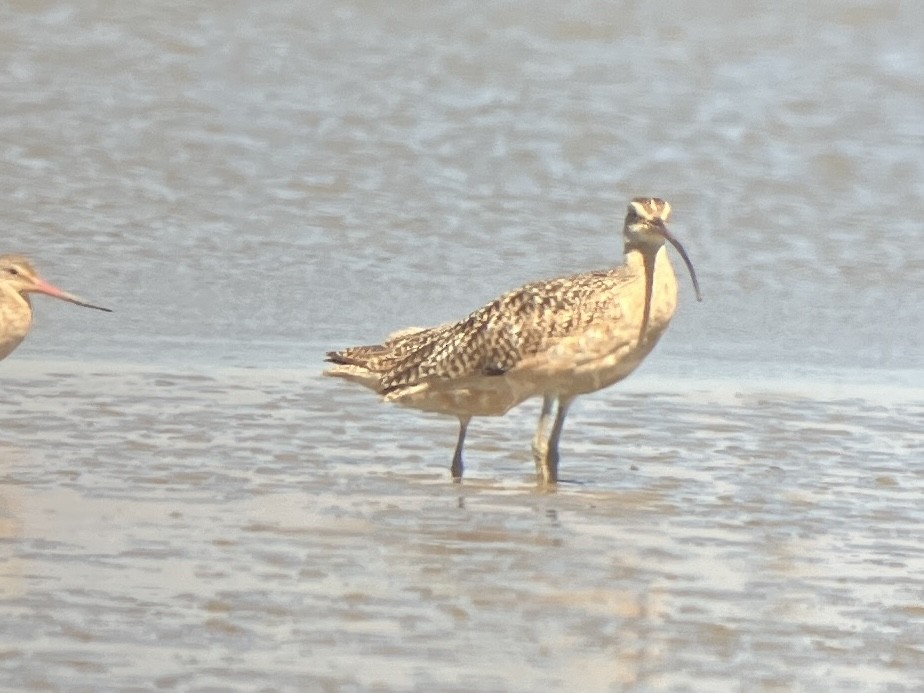 Long-billed Curlew - ML620727358