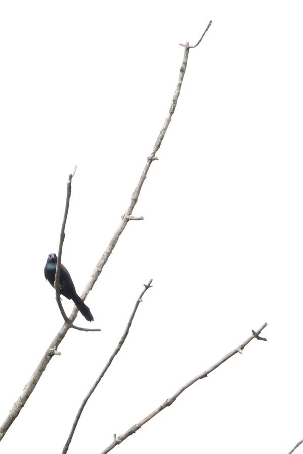 Common Grackle - ML620727360