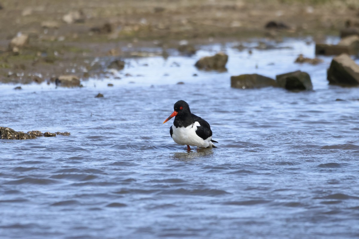 Eurasian Oystercatcher - ML620727378