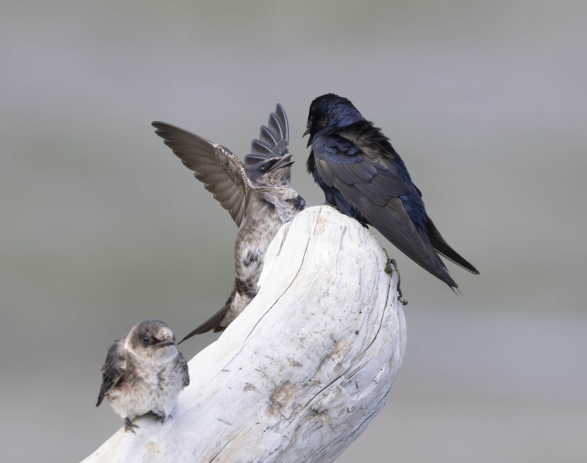 Purple Martin - ML620727381