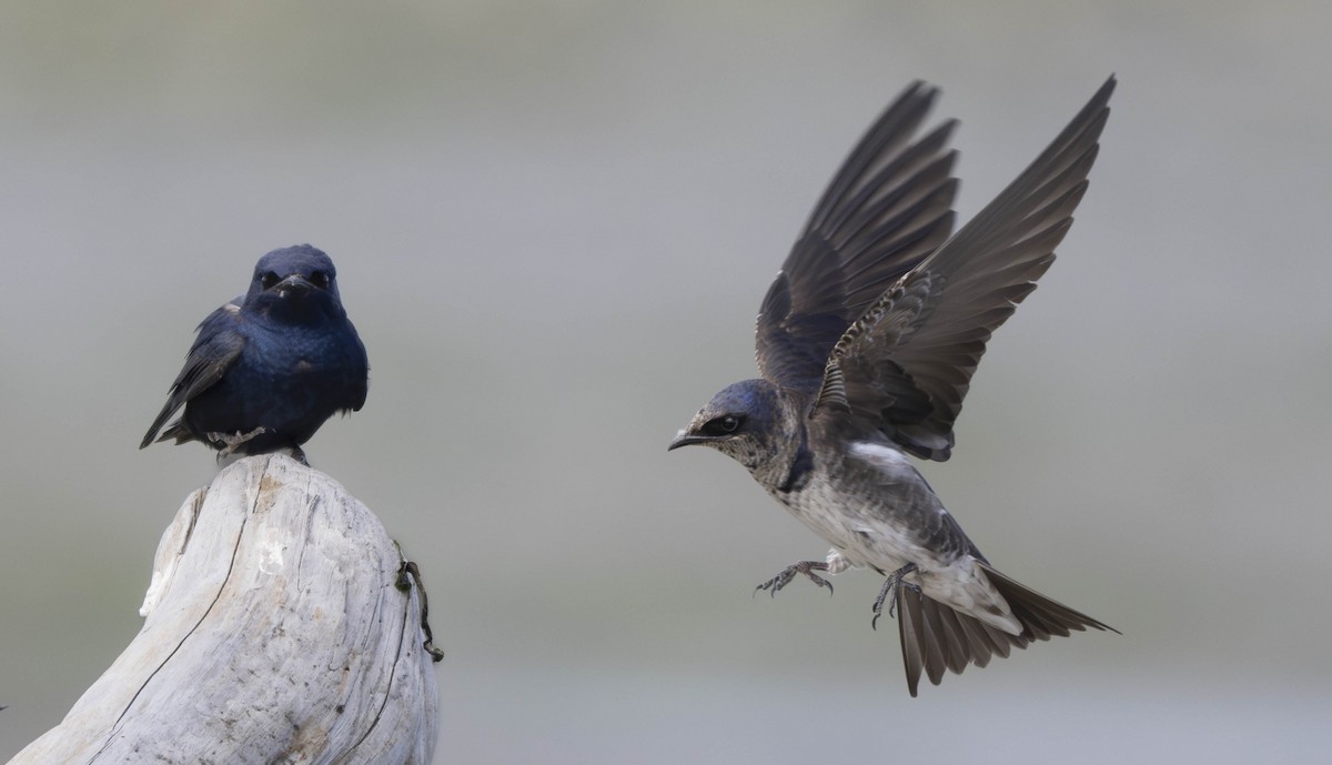 Purple Martin - Thomas Swartz