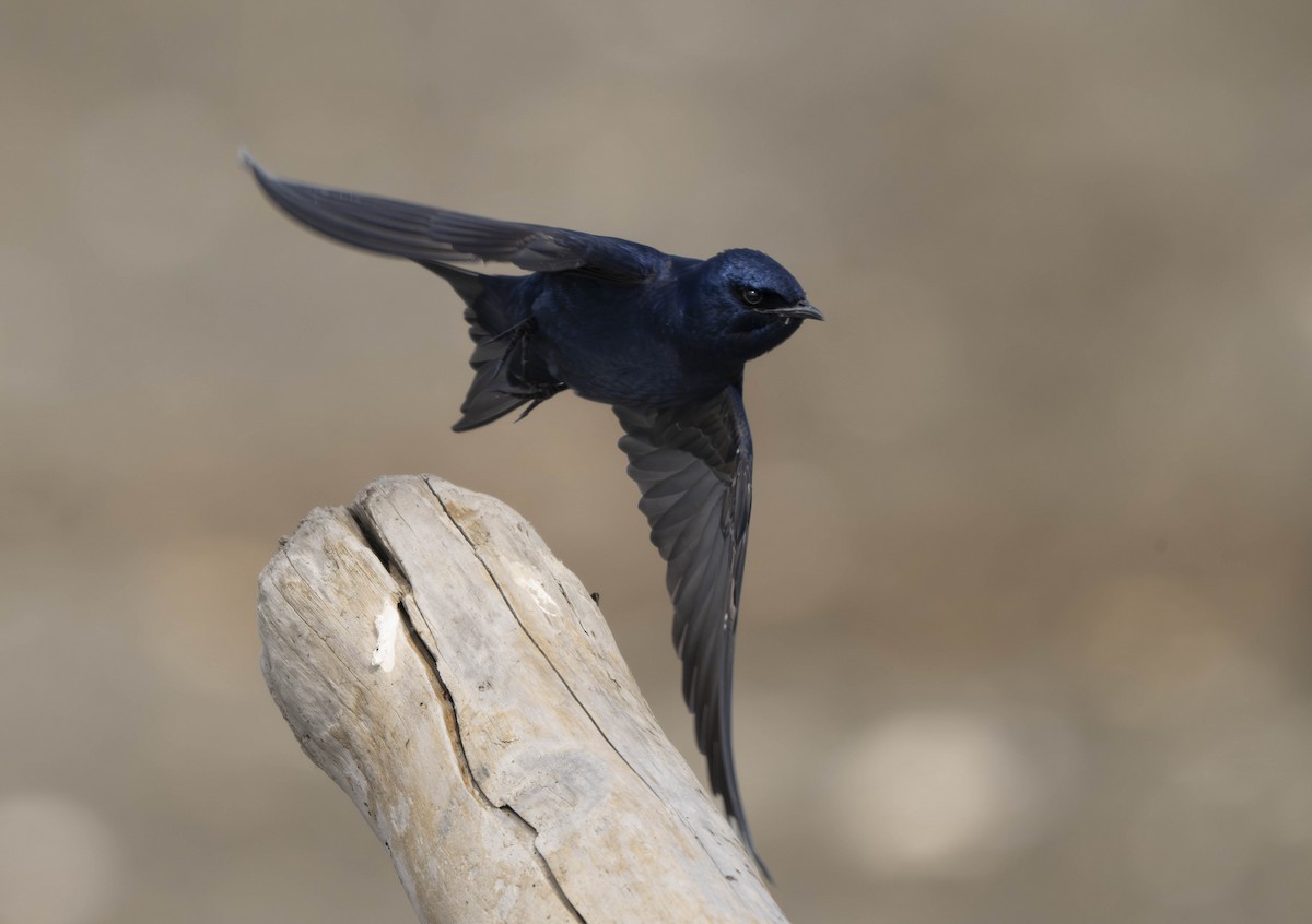 Purple Martin - ML620727383