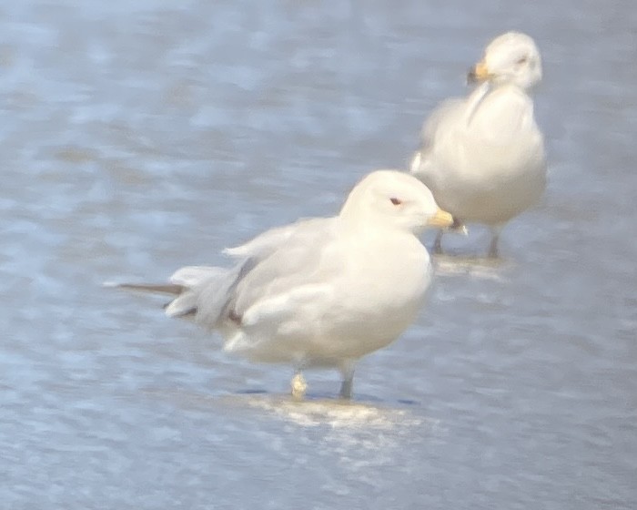 Gaviota de Delaware - ML620727385