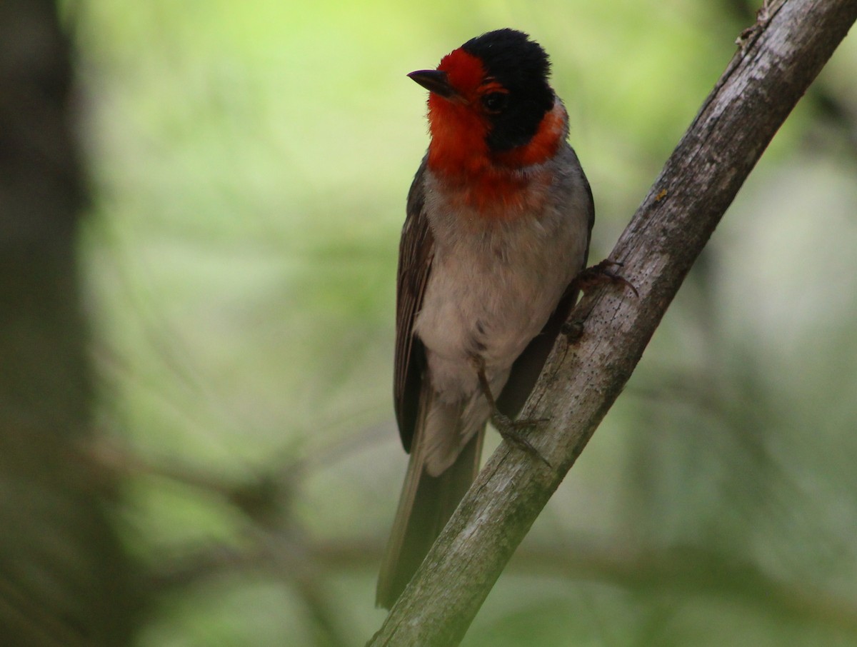 Red-faced Warbler - ML620727387