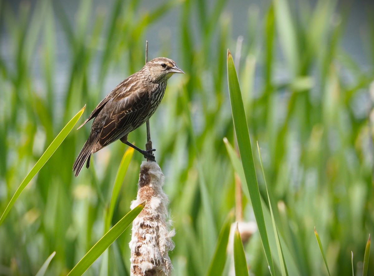 Red-winged Blackbird - ML620727389