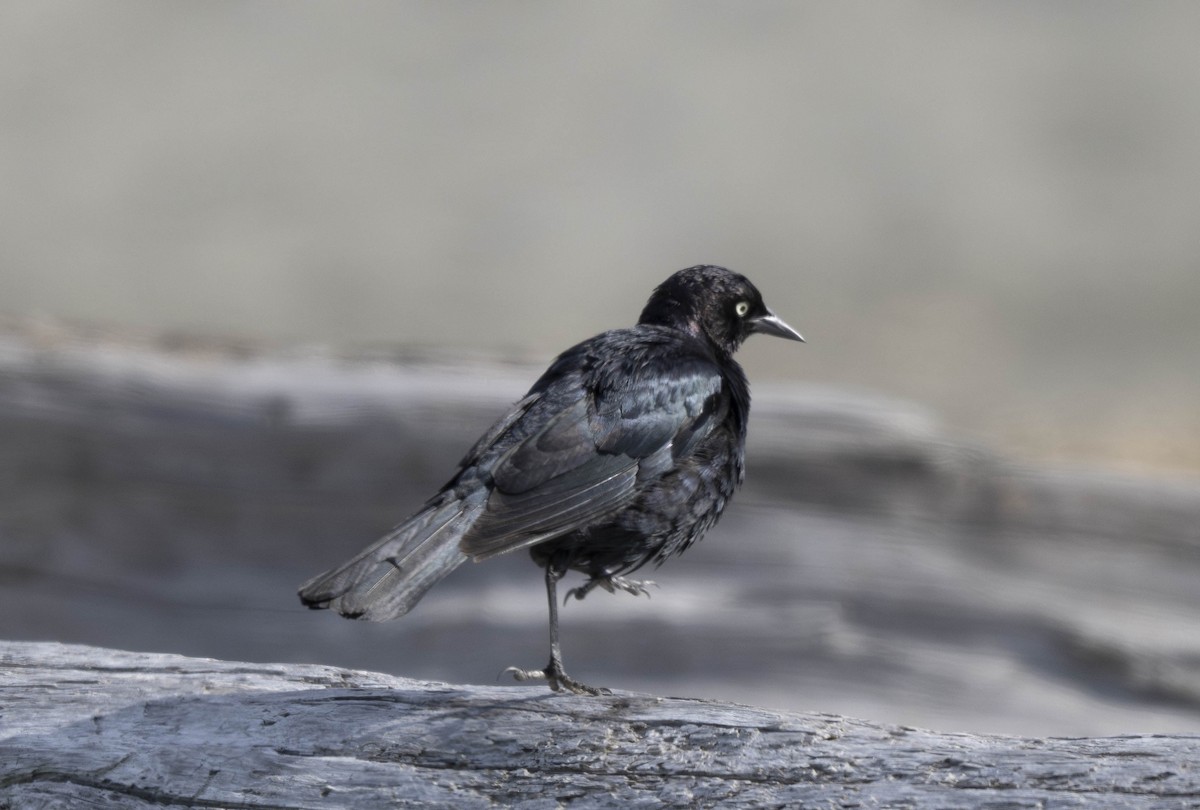 Brewer's Blackbird - ML620727397