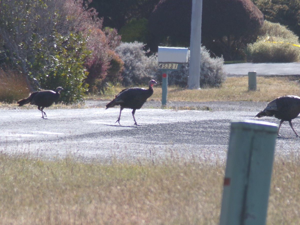 Wild Turkey - ML620727403