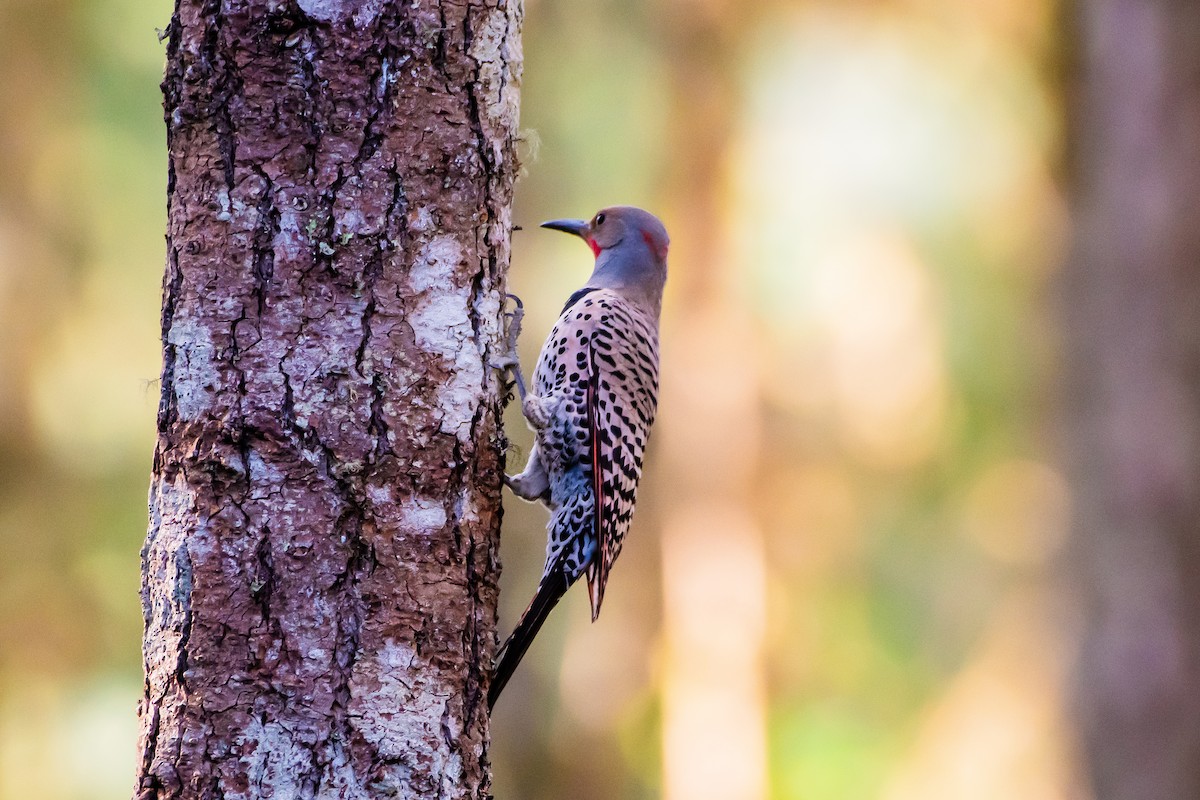 Northern Flicker (Yellow-shafted x Red-shafted) - ML620727404