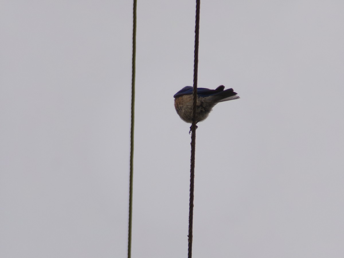 Western Bluebird - ML620727409