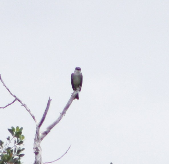 Gray Kingbird - ML620727411