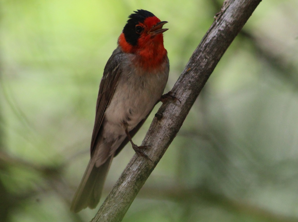 Red-faced Warbler - Tommy DeBardeleben