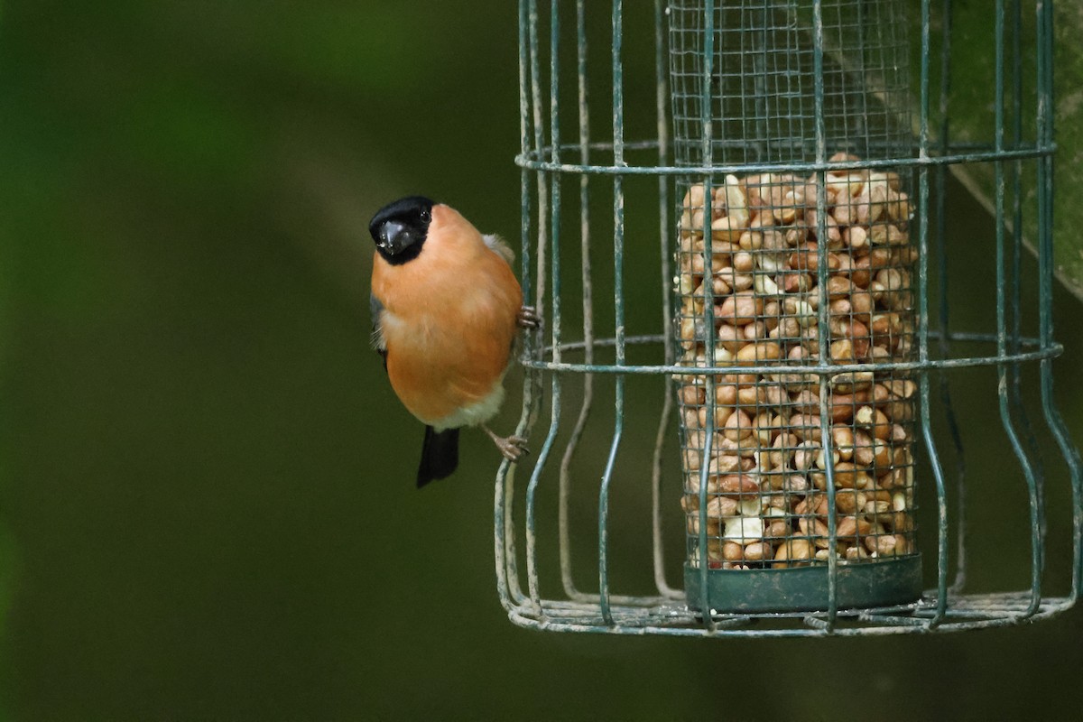 Eurasian Bullfinch - ML620727416