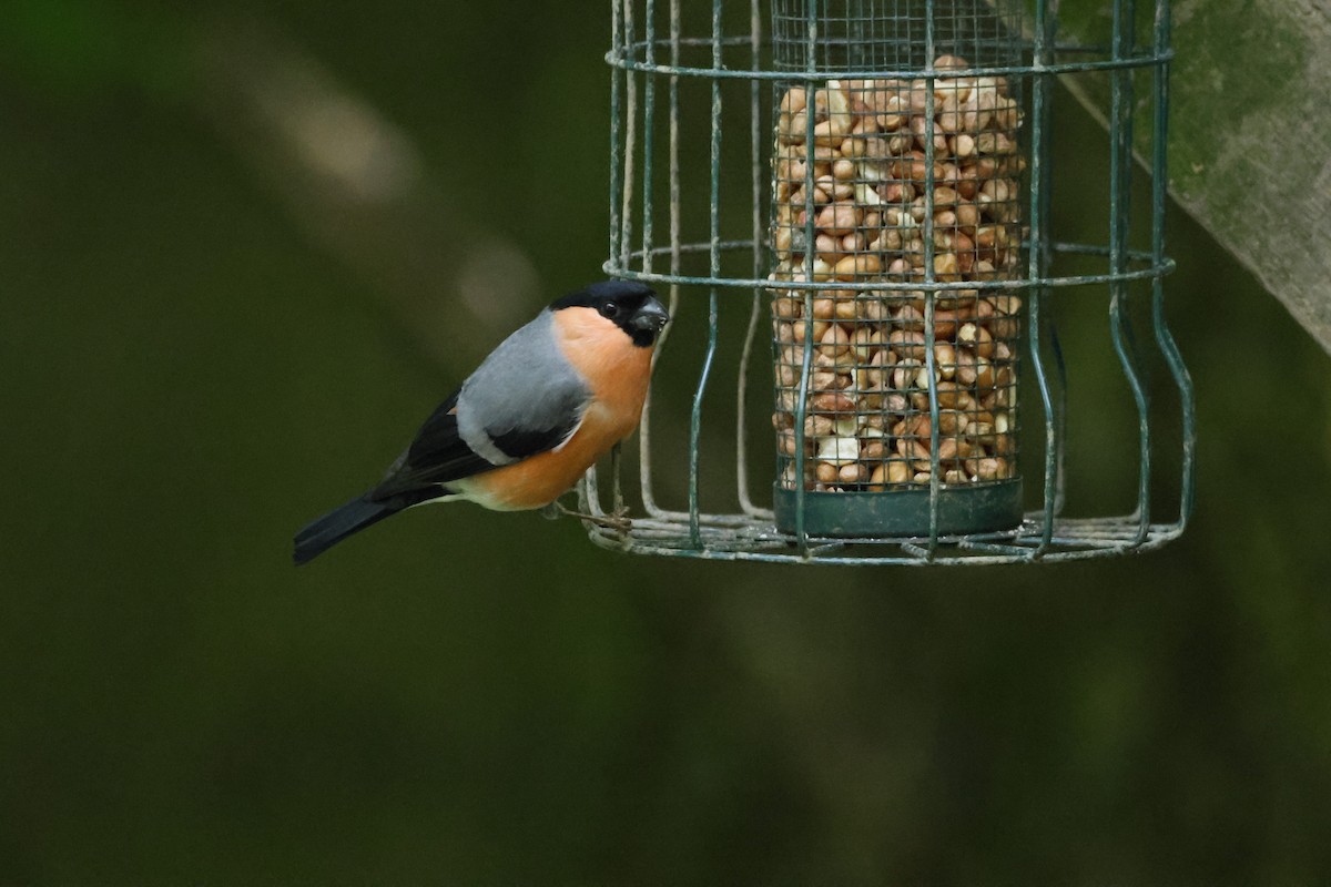 Eurasian Bullfinch - ML620727417