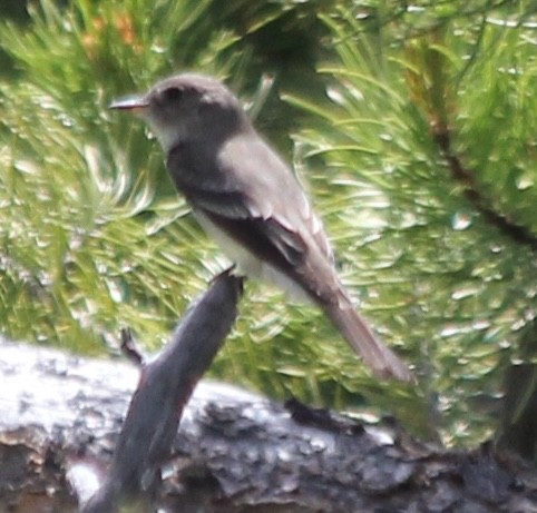 Western Wood-Pewee - ML620727419