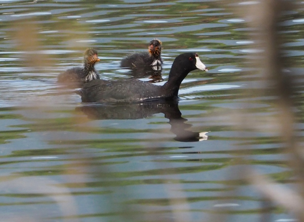 American Coot - ML620727423