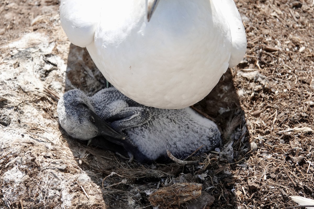 Northern Gannet - ML620727440