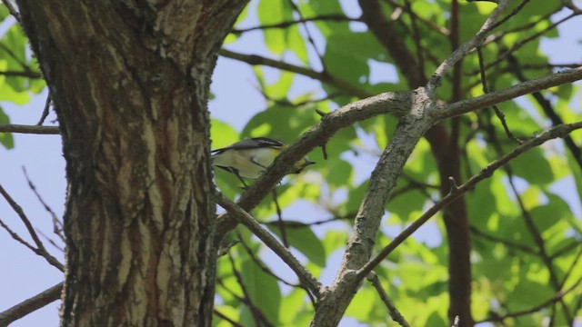 Yellow-throated Vireo - ML620727447