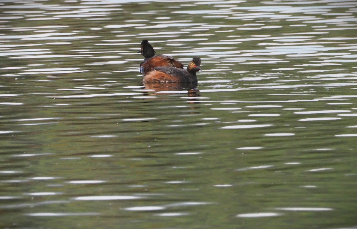 黑頸鸊鷉 - ML620727458