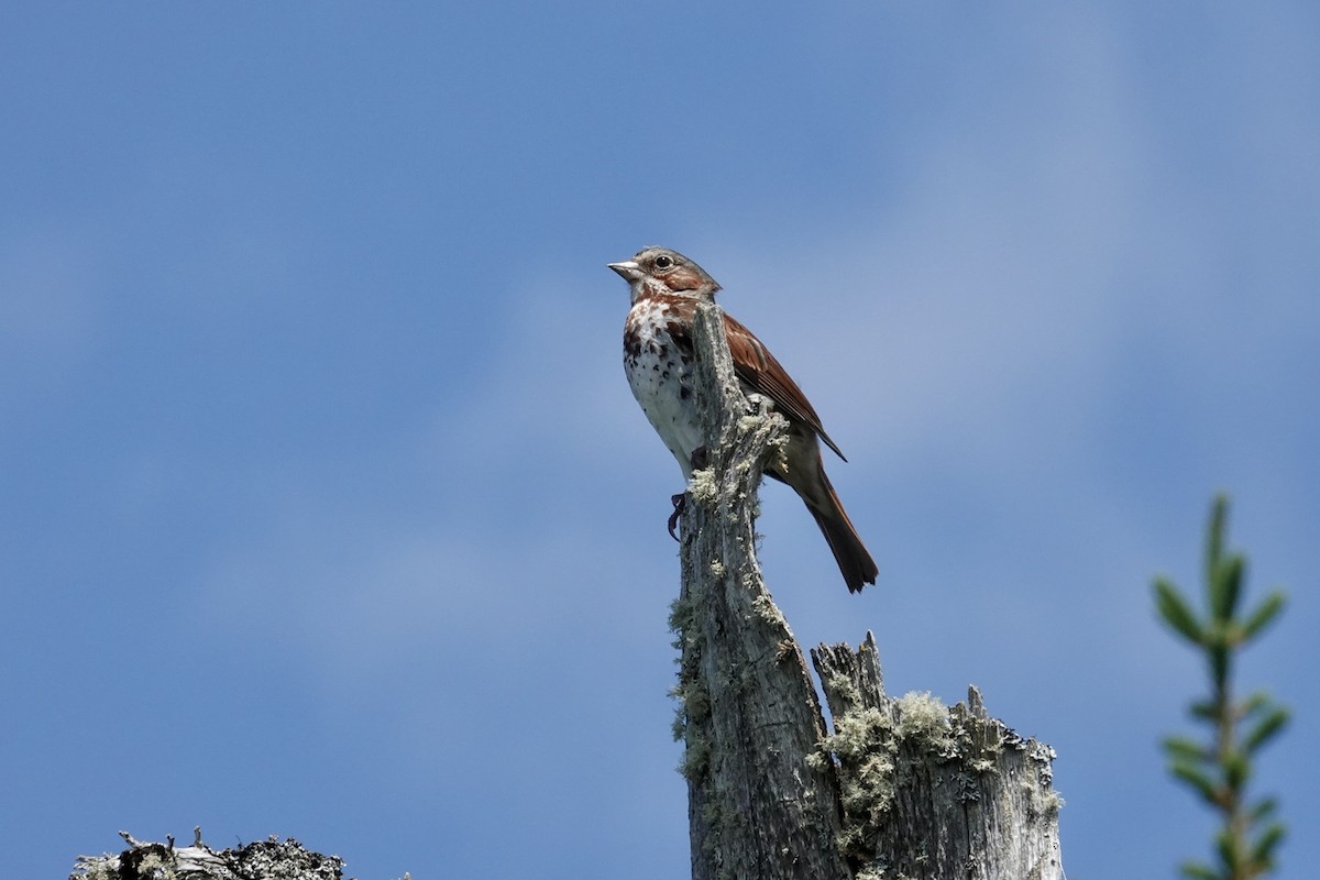 Fox Sparrow - ML620727466