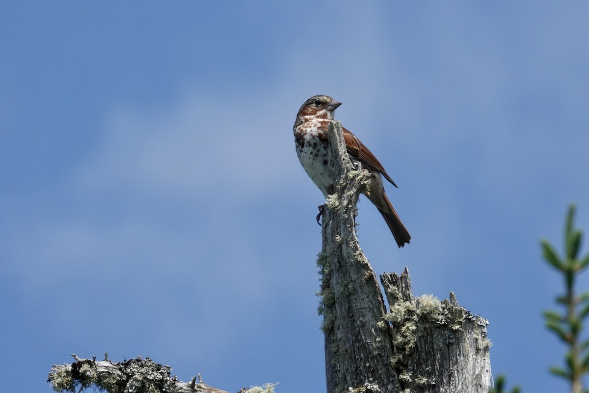 Fox Sparrow - ML620727467