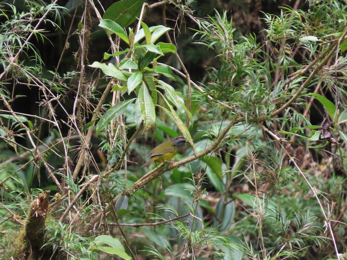 Russet-crowned Warbler - ML620727472