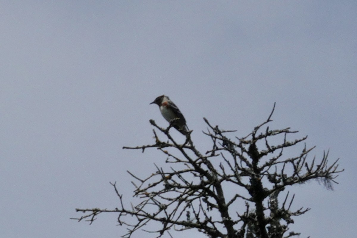 Bay-breasted Warbler - ML620727477