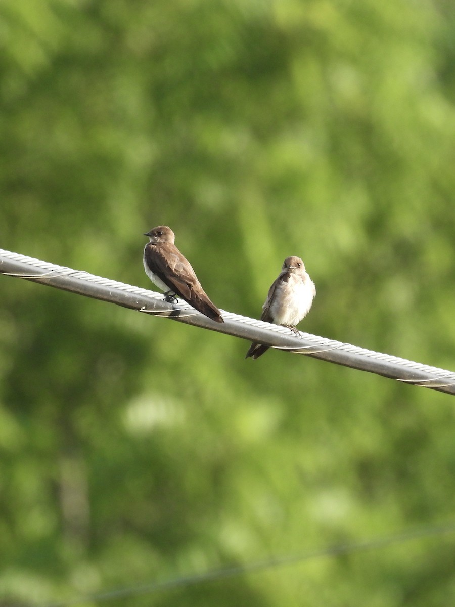 Golondrina Aserrada - ML620727484