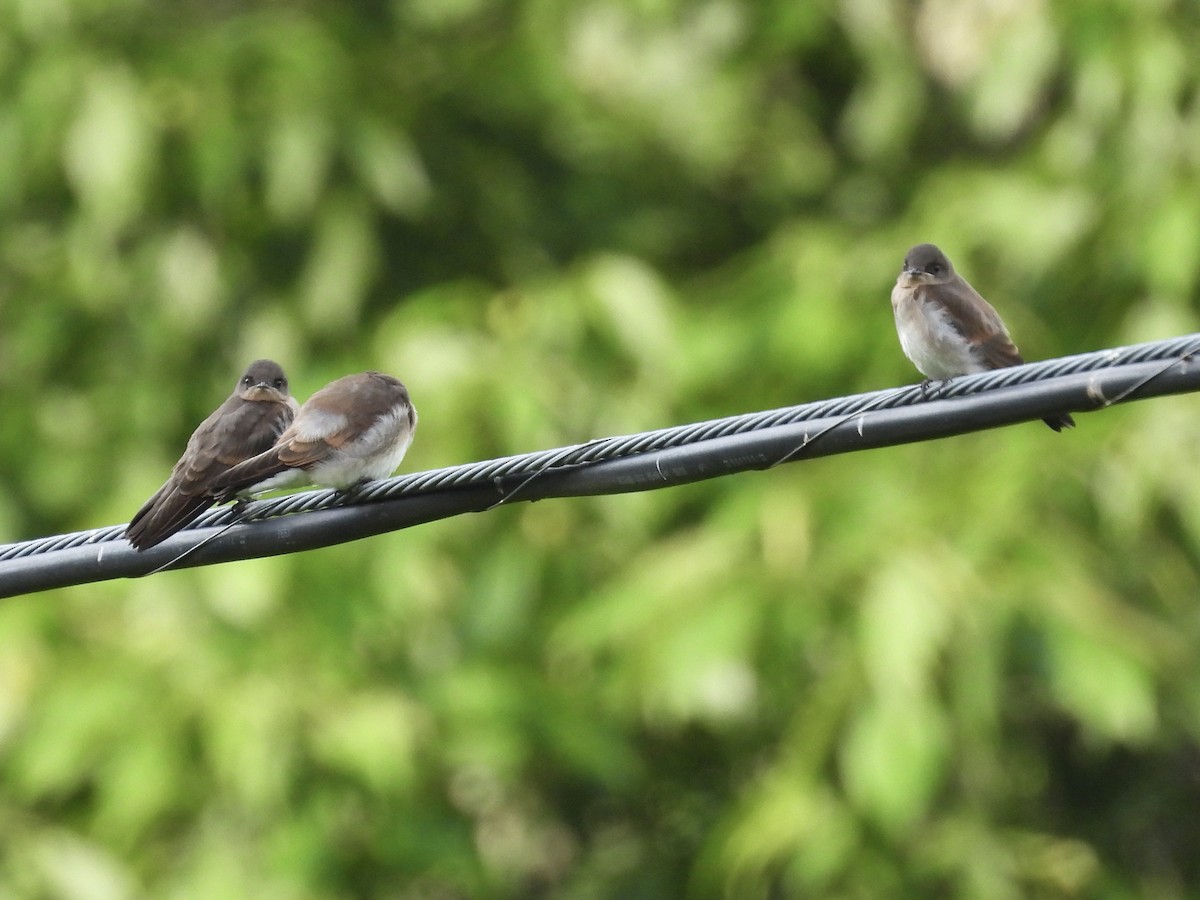 Northern Rough-winged Swallow - ML620727485