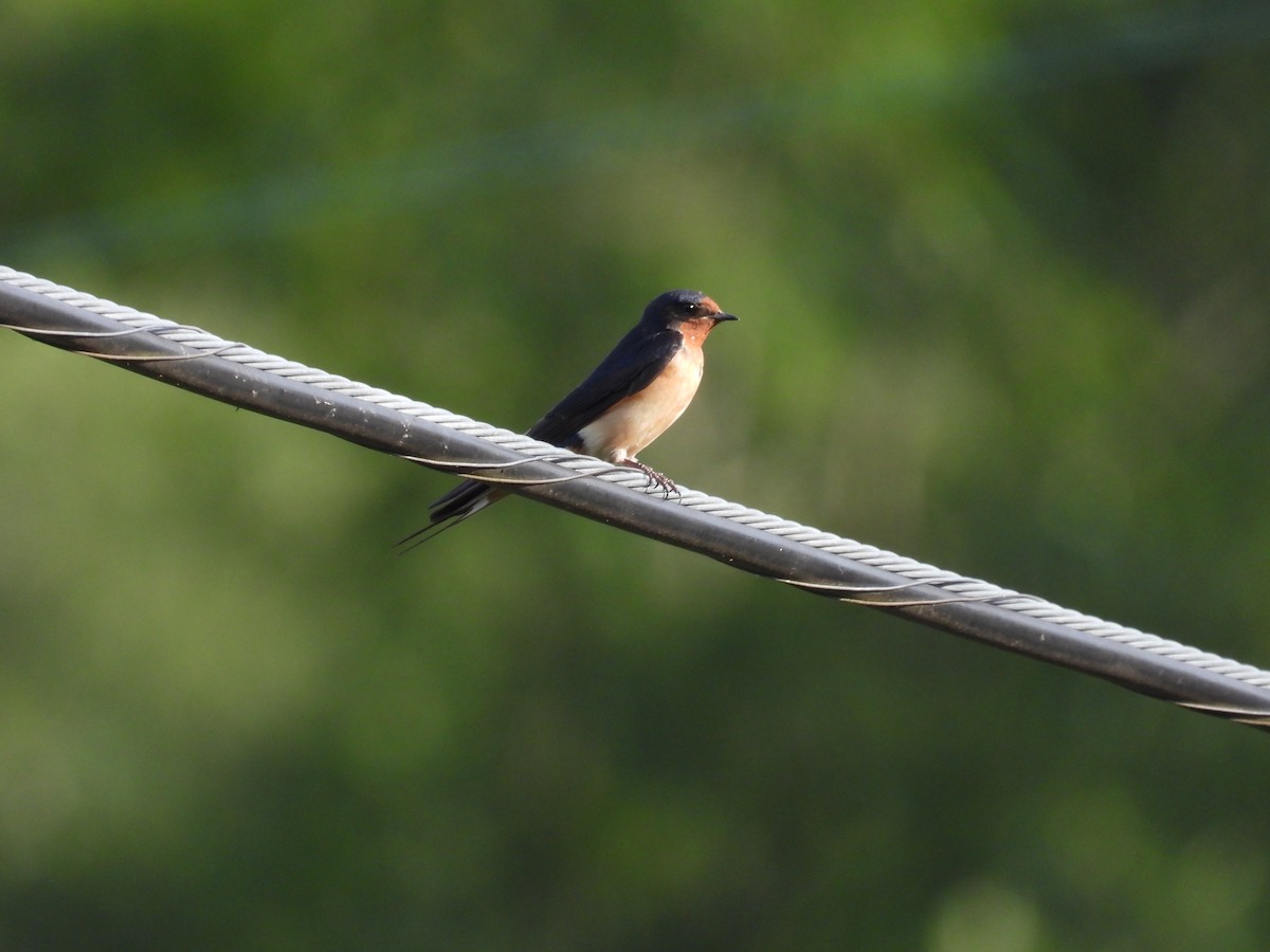 Barn Swallow - ML620727493