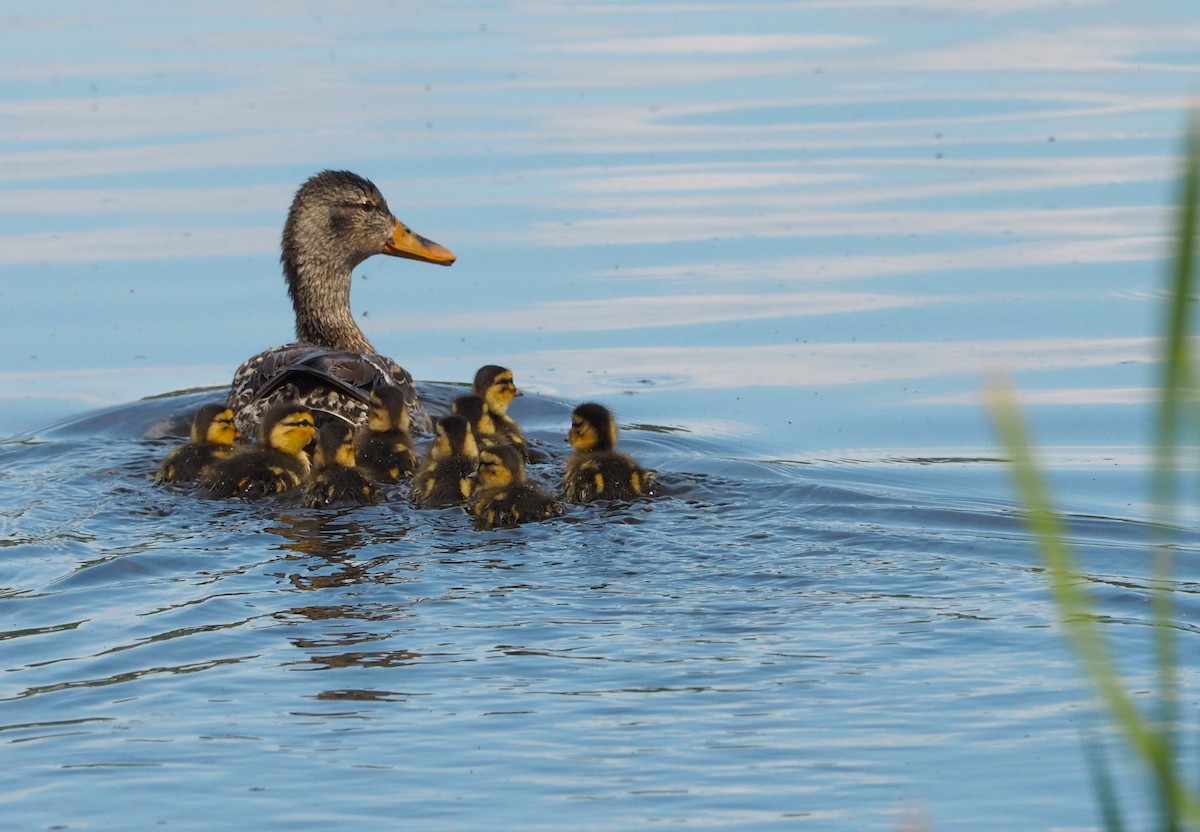 綠頭鴨 - ML620727496