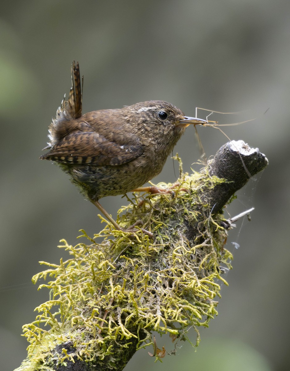 Pacific Wren - ML620727512