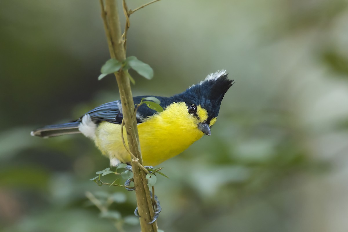 Taiwan Yellow Tit - ML620727526