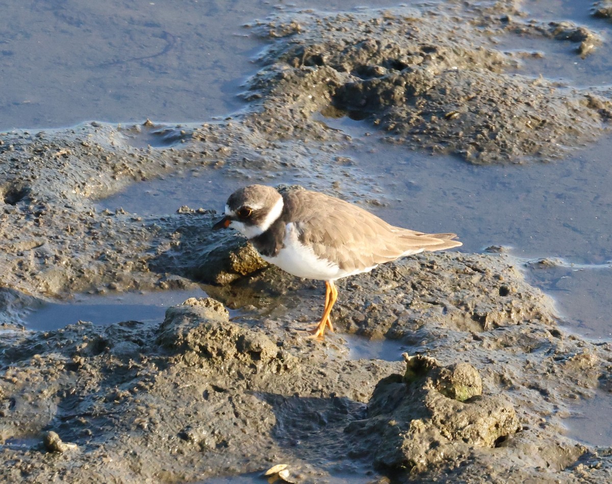 Semipalmated Plover - Angela Kenny