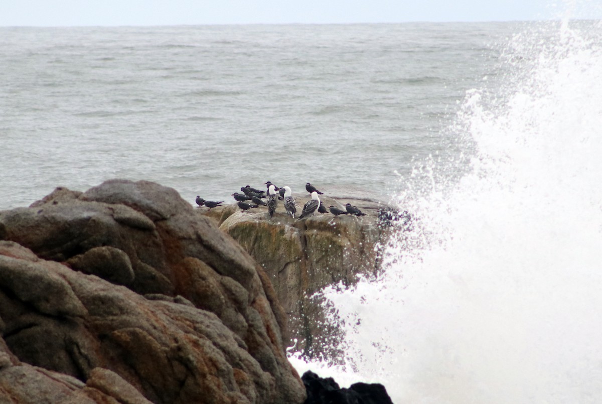 Inca Tern - Patricio Camacho