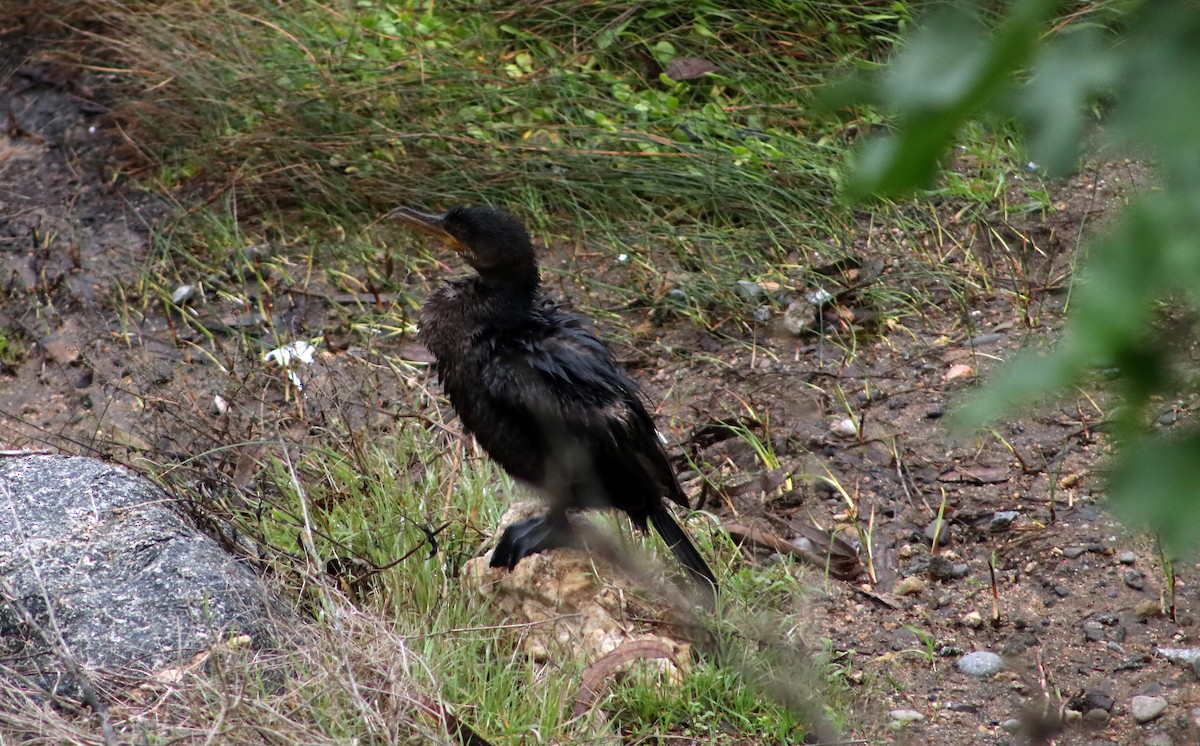 Neotropic Cormorant - ML620727547