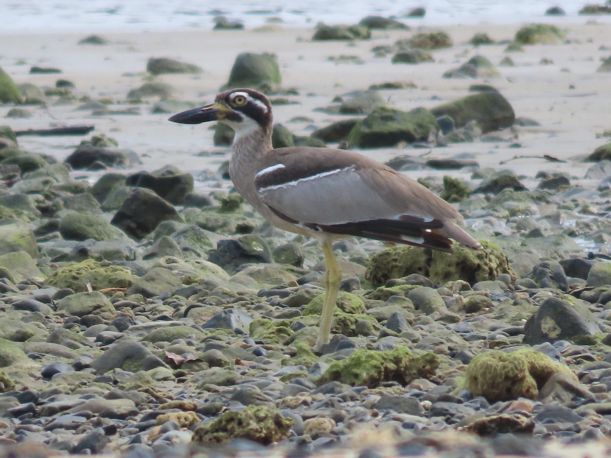 Beach Thick-knee - ML620727559