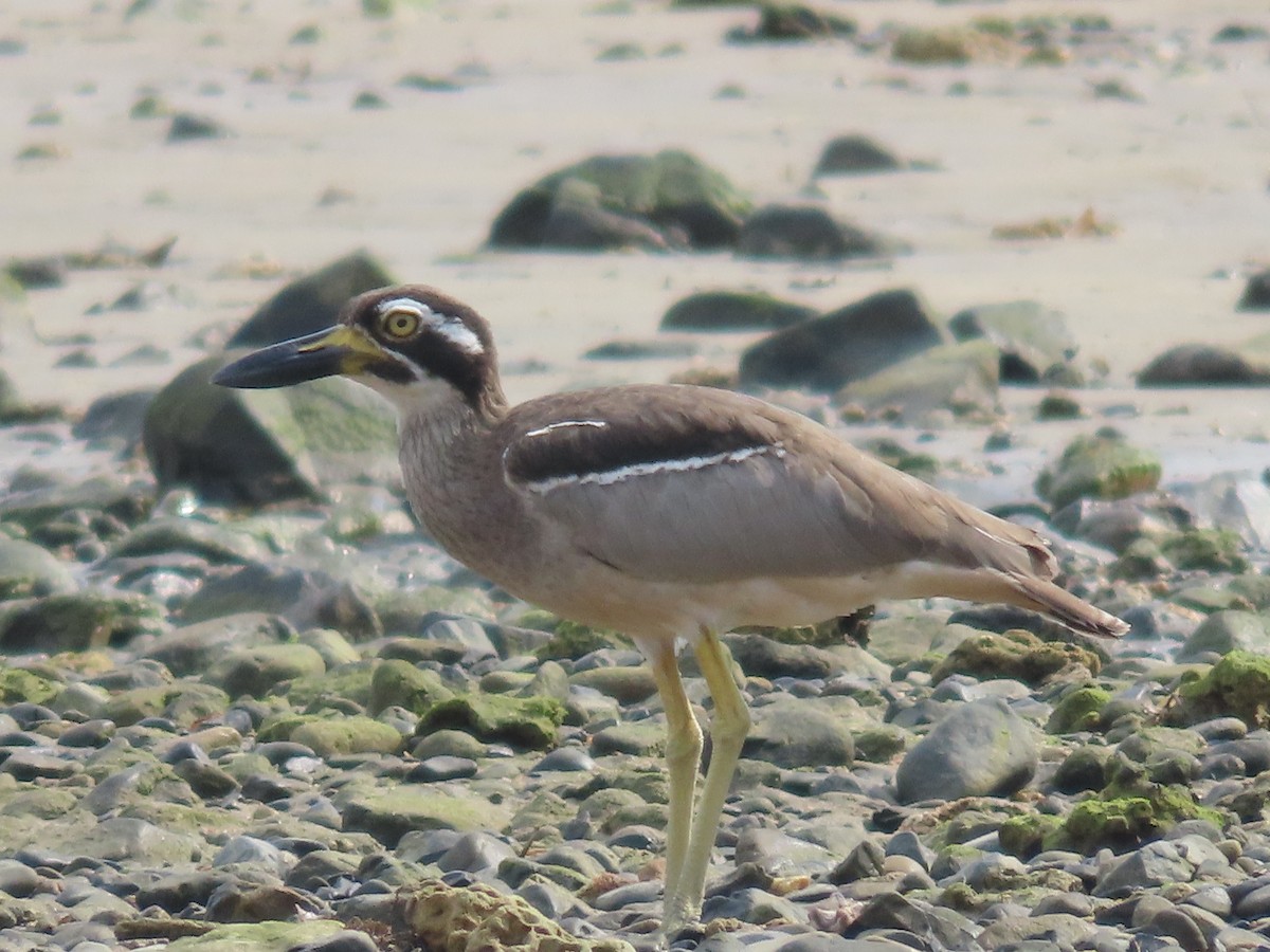 Beach Thick-knee - ML620727561