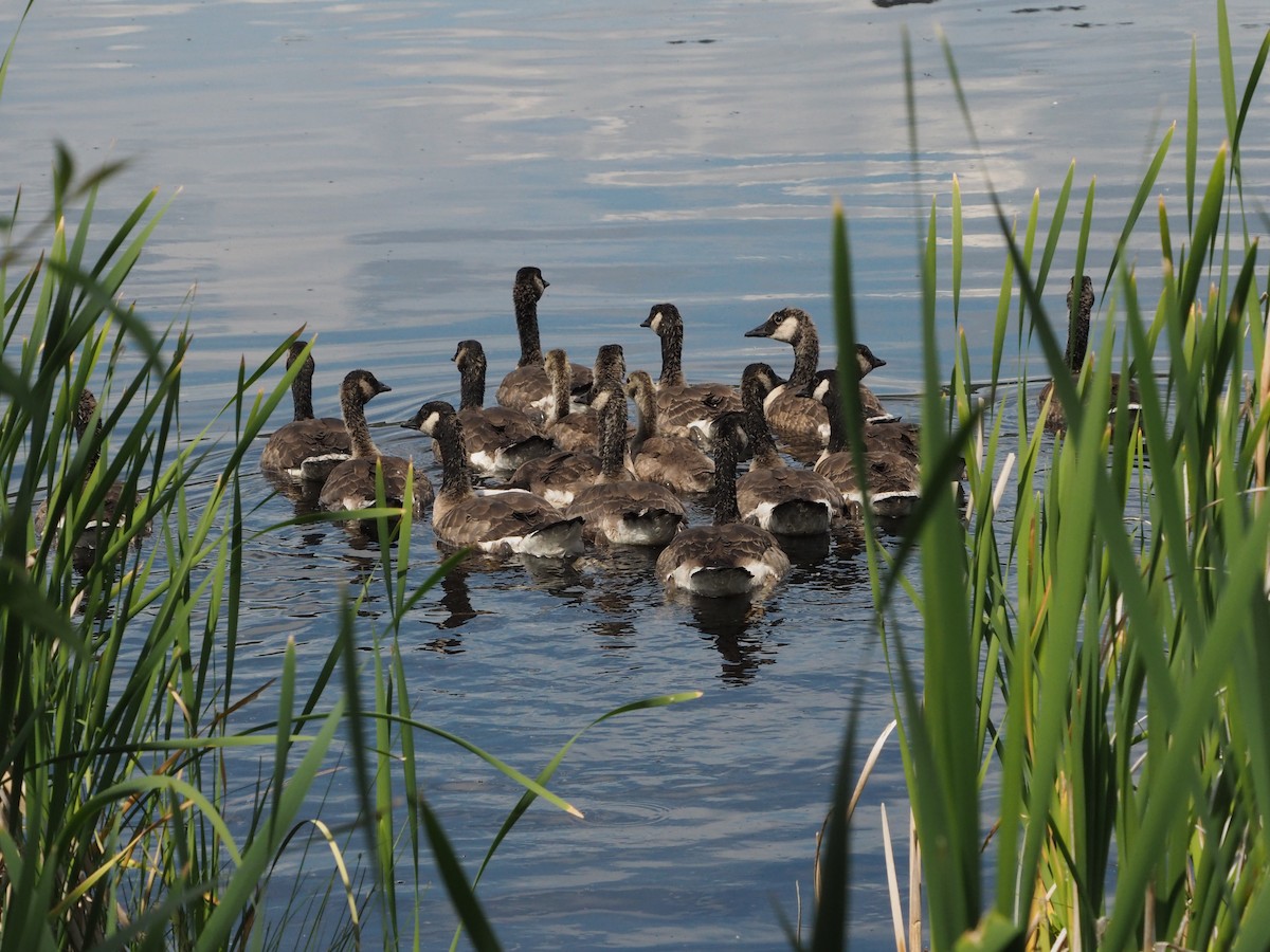 Canada Goose - ML620727574