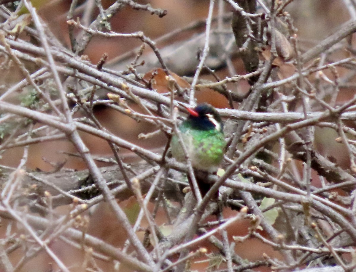 Colibrí Orejiblanco - ML620727587