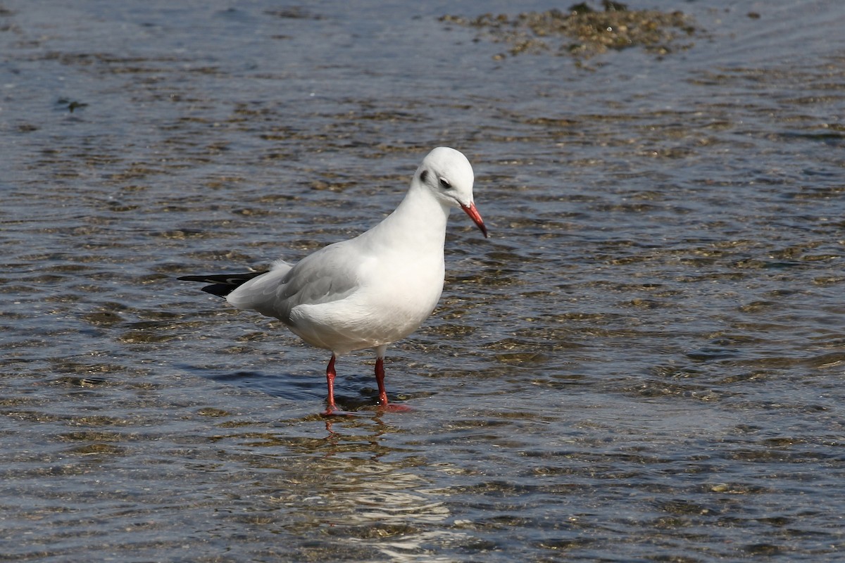 Black-headed Gull - ML620727595