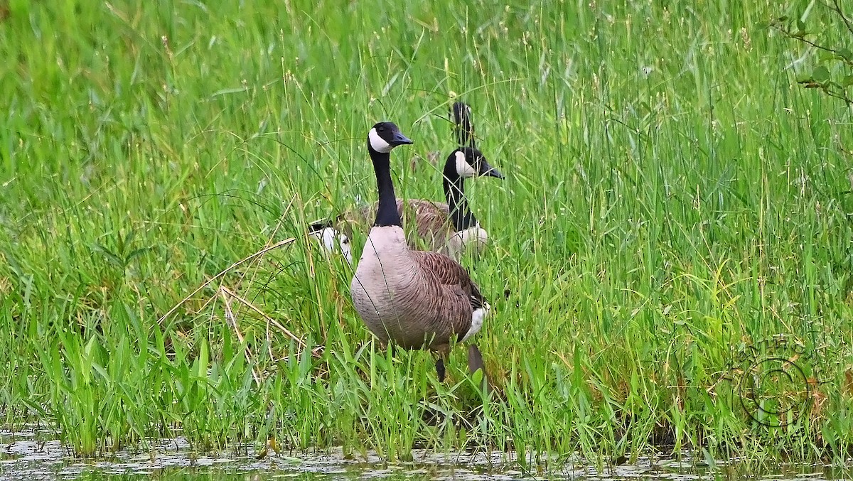 Canada Goose - ML620727598