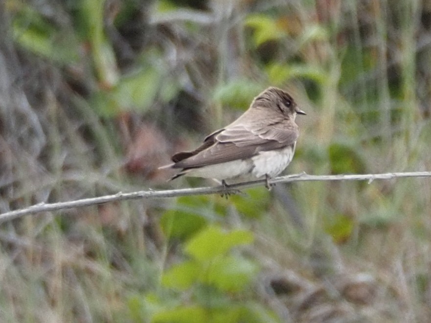 Northern Rough-winged Swallow - ML620727607