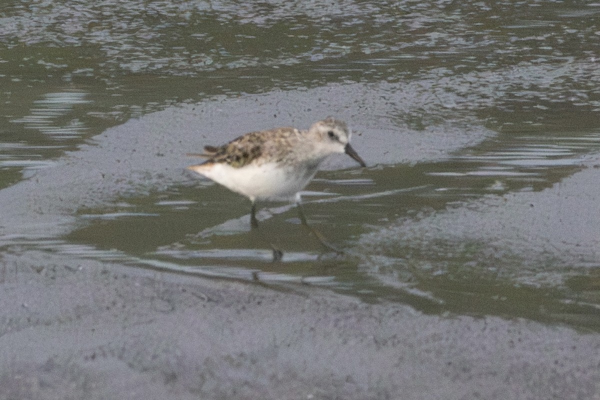 Least Sandpiper - ML620727623