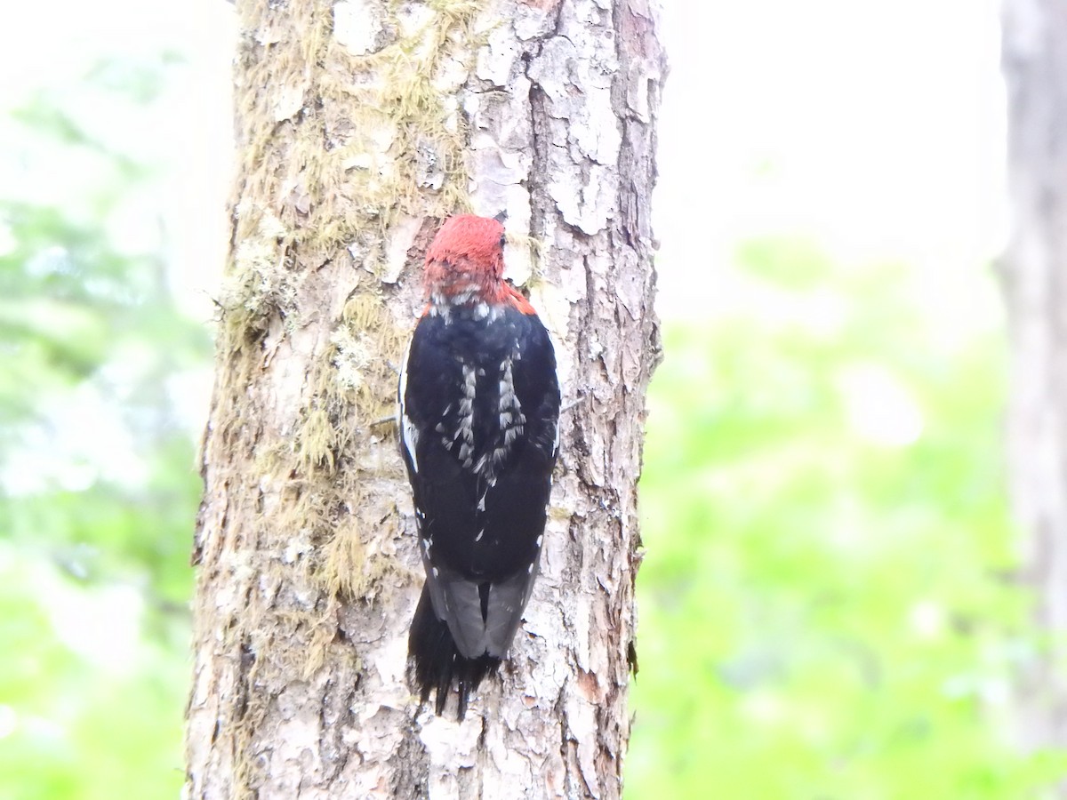 Red-breasted Sapsucker - ML620727636