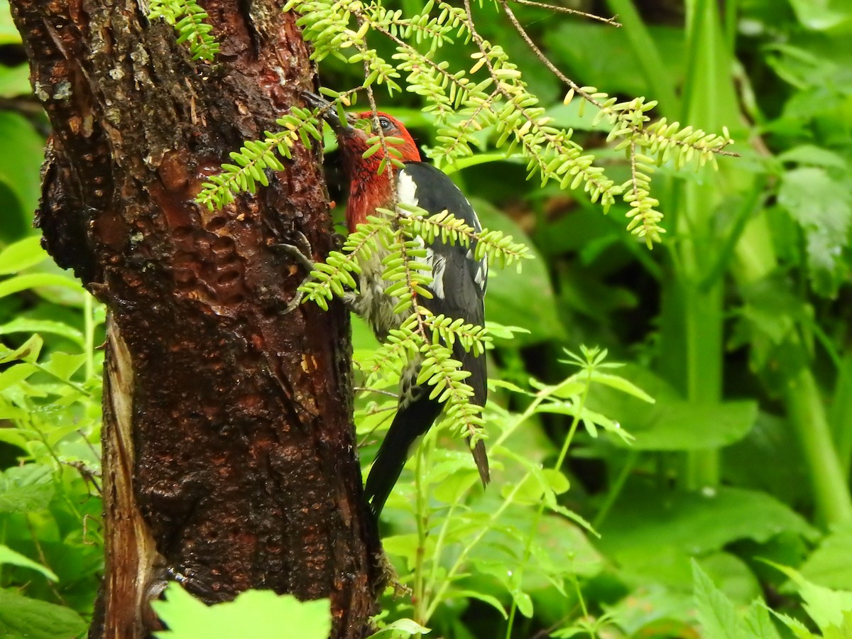 Red-breasted Sapsucker - ML620727638