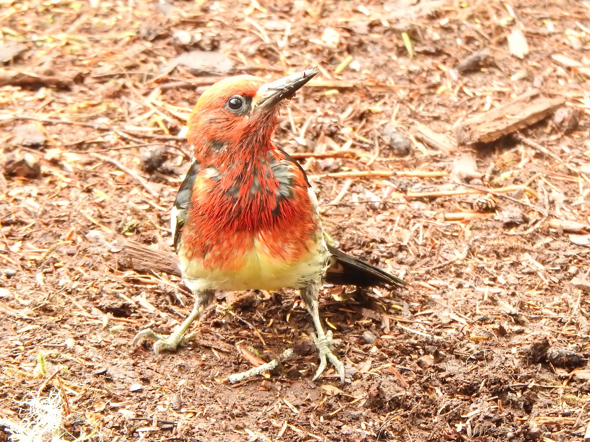 Pic à poitrine rouge - ML620727639